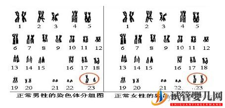 龙虎彩票官网首页
完美解决染色体异常(图1)