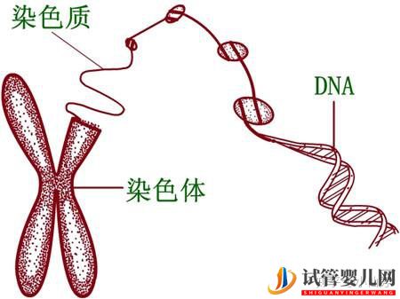 这些性染色体疾病,可以做龙虎彩票官网首页
(图2)