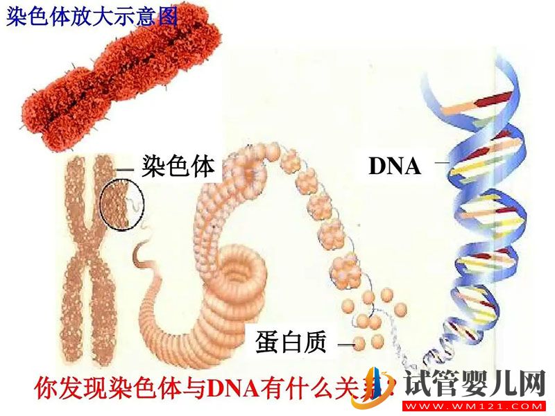 染色体异常胎停引产花17万做龙虎彩票官网首页
成功怀上健康男孩(图4)
